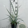 Panicum virgatum 'Prairie Sky' GM 2,0L