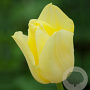 Tulipa World Friendship verpakt per 100