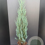 Juniperus s. 'Blue Arrow' 125-150 cm 10L