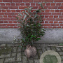 Elaeagnus ebbingei 60-80 cm met kluit