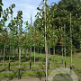 Prunus a. 'Regina' 20-25 HO draadkluit