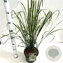 Calamagrostis acut. 'Karl Foerster' 50-60 cm 4,0L