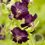 Geranium ph. 'Raven' GM P9
