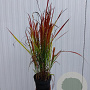 Imperata cylindrica 'Red Baron' 30-40 cm 2,0L