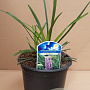 Liriope muscari 'Big Blue' 30-40 cm 2,0L