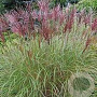 Miscanthus sin. 'Red Chief' GM 3,0L leverbaar