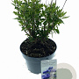 Caryopteris cland. Grand Bleu 25-30 cm 2,0L