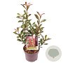 Photinia fraseri 'Carré Rouge' 30-40 cm 3,0L