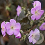 Geranium macul. 'Elizabeth Ann' GM P9 BIO