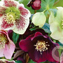 Helleborus orientalis GM P9