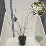 Amelanchier lamarckii 80-100 cm 10L meerstammig