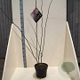 Cercis canadensis 125-150 cm 10L meerstammig