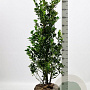 Ilex meserv. Heckenfee 100-125 cm met kluit