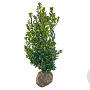 Ilex meserv. 'Heckenstar' 80-100 cm met kluit