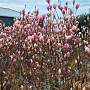 Magnolia soulangeana 150-175 cm draadkluit extra