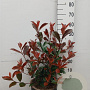 Photinia fraseri 'Red Robin' 60 cm 10L