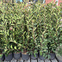 Photinia fraseri 'Red Robin' 100-120 cm 9L