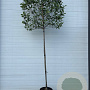 Photinia fraseri 'Red Robin' 10-12 HO container lei 120x120 200 cm stam
