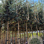 Quercus ilex 6-8 HO 30L lei 120x120 200