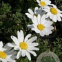 Anthemis carpatica 'Karpatenschnee' GM P9