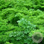 Petroselinum cr. 'Gigante d'Italia' GM P9