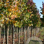 Liquidambar styraciflua 14-16 HO draadkluit