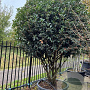 Osmanthus heterophyllus 250-300 cm container meerstammig opgekroond
