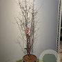 Acer griseum 100-125 cm 20L