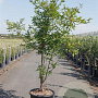 Acer griseum 150-175 cm 35L