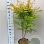 Acer pal. 'Summer Gold' 100-125 cm 20L