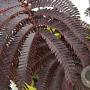 Albizia julibr. Chocolate Fountain 150-175 cm 20L geveerd