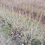Aronia melanocarpa 80-100 cm met kluit struik