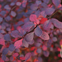 Berberis thunb. 'Atropurpurea' 100-125 cm draadkluit struik