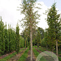 Betula p. 'Laciniata' 6-8 HO draadkluit