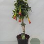 Brugmansia cordata 100 cm 10L struik