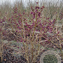 Callicarpa bod. 'Profusion' 125-150 cm met kluit struik