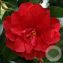 Camellia j. 'Ace of Hearts' 125-150 cm 20L
