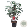 Camellia ret. 'Mary Williams' 40-50 cm 3,0L