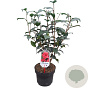 Camellia ret. 'Mary Williams' 60-80 cm 5,0L