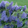 Ceanothus arboreus 'Trewithen Blue' 175-200 cm 20L 3 stok