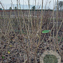 Chimonanthus praecox 150-175 cm met kluit struik 50