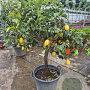 Citrus limon 160 cm 15L stam
