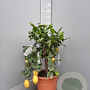 Citrus limon 100 cm 10L stam oranje