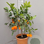 Citrus limonia 'Rangpur' 100 cm 10L stam oranje