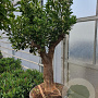 Citrus sinensis 50 cm container 60-80