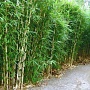 Fargesia robusta 275-300 cm 45L