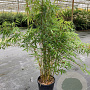 Fargesia robusta 'Pingwu' 125-150 cm 15L