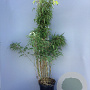 Fargesia rufa 100-125 cm 10L