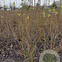 Forsythia int. 'Lynwood' 150-175 cm met kluit struik 50