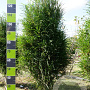 Frangula alnus Fine Line 100-125 cm met kluit